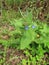 Siberian Bugloss