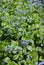 Siberian bugloss