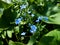 Siberian bugloss brunnera macrophylla