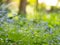 Siberian bugloss Brunnera macrophylla Jack frost cultivar flowers blooming in spring