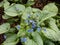 Siberian bugloss Brunnera macrophylla `Jack Frost` with large, heart-shaped silver leaves edged and veined with green flowerin