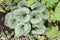 Siberian bugloss Brunnera macrophylla Sea Heart, plant with heart-shaped leaves