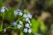 Siberian bugloss flower or forget-me-nots with leaf in the garden