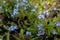 Siberian bugloss flowers Brunnera macrophylla. Blue flowers.