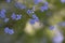 Siberian Bugloss - Jack Frost Brunnera