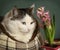 Siberian caat in catbed with hyacinth pink flower