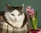 Siberian caat in catbed with hyacinth pink flower