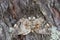 Siberian carpet, Dysstroma latefasciata resting on pine bark