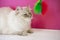 A siberian cat against a pink wall