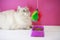 A siberian cat against a pink wall