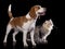 Siberian cat and beagle look up