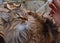 Siberian cat, fluffy cat, ear treatment, veterinary, medicine, cute, longhair, Pets, face, indoors, ears, nose, mammal, grey, stri