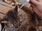 Siberian cat, fluffy cat, ear treatment, veterinary, medicine, cute, longhair, Pets, face, indoors, ears, nose, mammal, grey, stri