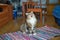 Siberian cat licking his whiskers, thinking about food.