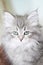 Siberian cat,puppy version blue