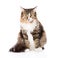 Siberian cat sitting in front and looking at camera. isolated