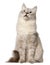 Siberian cat, sitting in front of white background