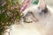 Siberian cat sniffing heather bush
