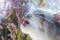 Siberian cat tasting heather bush