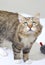 Siberian cat on a white background, black tabby white