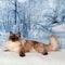 Siberian cat on winter nature in snow