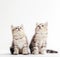 Siberian cats, two kittens from same litter isolated on white