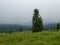 Siberian cedar in the middle of the plain in the fog. The picturesque landscapes of the Siberian mountains