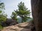 Siberian cedars grow on the rocks