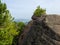 Siberian cedars grow on the rocks