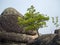 Siberian cedars grow on the rocks