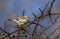 A Siberian Chiffchaff  Phylloscopus collybita tristis  perched on a branch of a tree in winter.