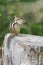 Siberian Chipmunk