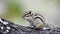 Siberian chipmunk