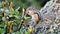 Siberian chipmunk eating rhododendron