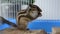 Siberian chipmunk eats hazelnuts in a cage at home
