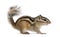 Siberian chipmunk, Euamias sibiricus, standing