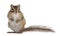 Siberian chipmunk, Euamias sibiricus, standing