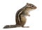 Siberian chipmunk, Euamias sibiricus, standing