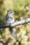 Siberian chipmunk standing on tree limb in the forest