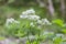 Siberian columbine meadow-rue Thalictrum aquilegiifolium is a species of flowering plant in the Ranunculaceae family. Wild plant