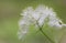 Siberian columbine meadow-rue Thalictrum aquilegiifolium is a species of flowering plant in the Ranunculaceae family. Wild plant