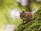 Siberian or common chipmunk squirrel, eutamias