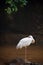 Siberian crane