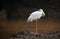 Siberian crane