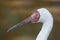 Siberian crane (Grus leucogeranus)