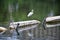 Siberian Crane Leucogeranus leucogeranus white close-up perched in a Lake, found in Asia and Japan. At public lake in Tokyo, Jap