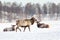 Siberian deer