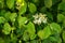 Siberian dogwood (Cornus alba)