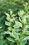 Siberian dogwood cornus alba light green leaves
