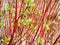 Siberian dogwood red-barked shrub Cornus alba